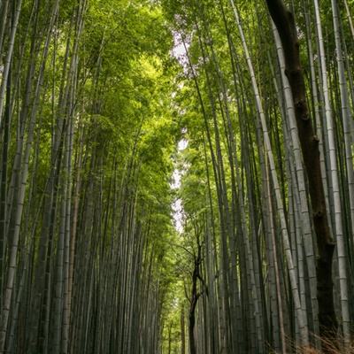 我的世界1.19测试服下载